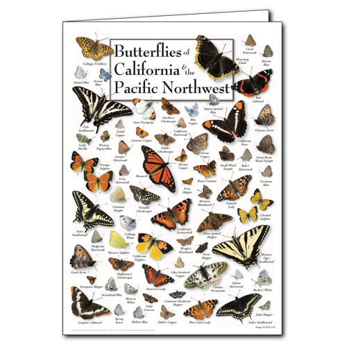Butterflies California/Pacific NW Greeting Cards